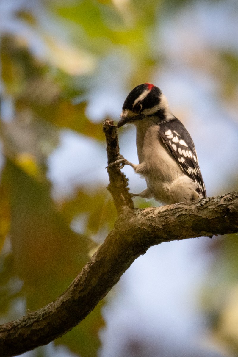 Downy Woodpecker - ML620485246