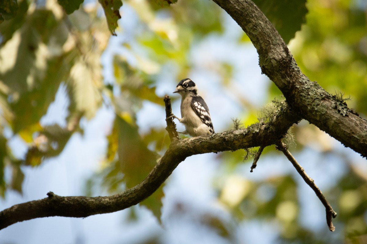 Downy Woodpecker - Rob Cochran