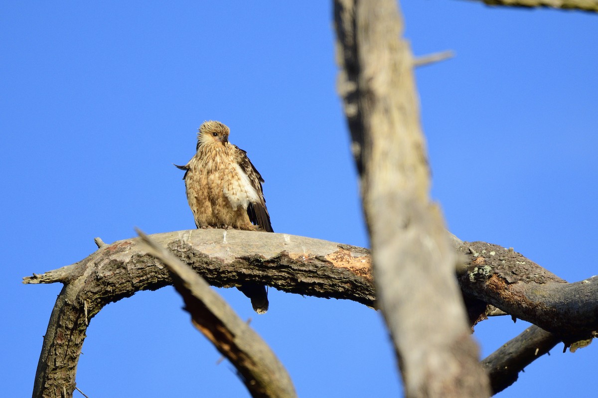 Whistling Kite - ML620485249