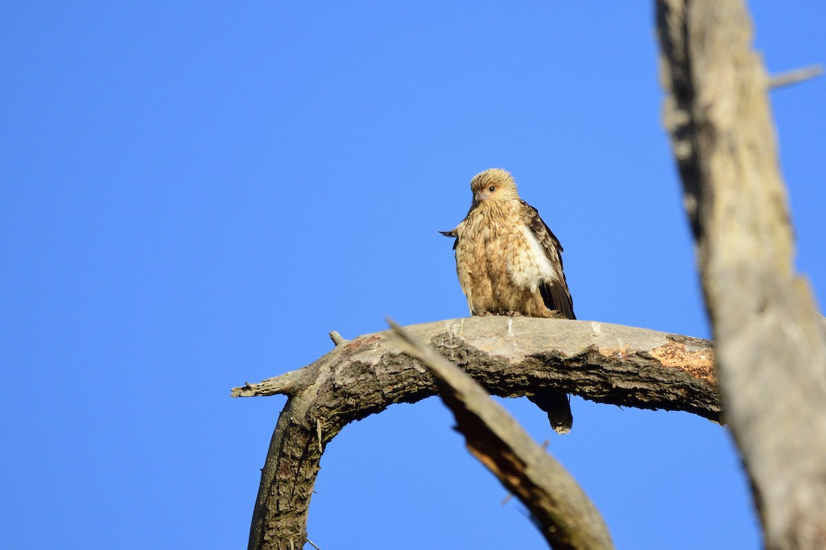 Whistling Kite - ML620485250