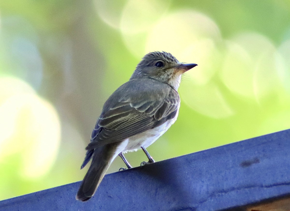 Spotted Flycatcher - ML620485252