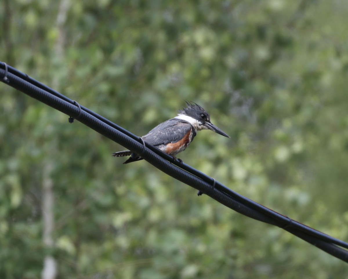 Belted Kingfisher - ML620485253