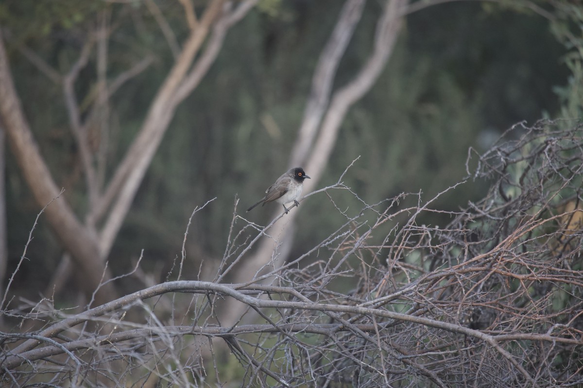 Black-fronted Bulbul - ML620485254