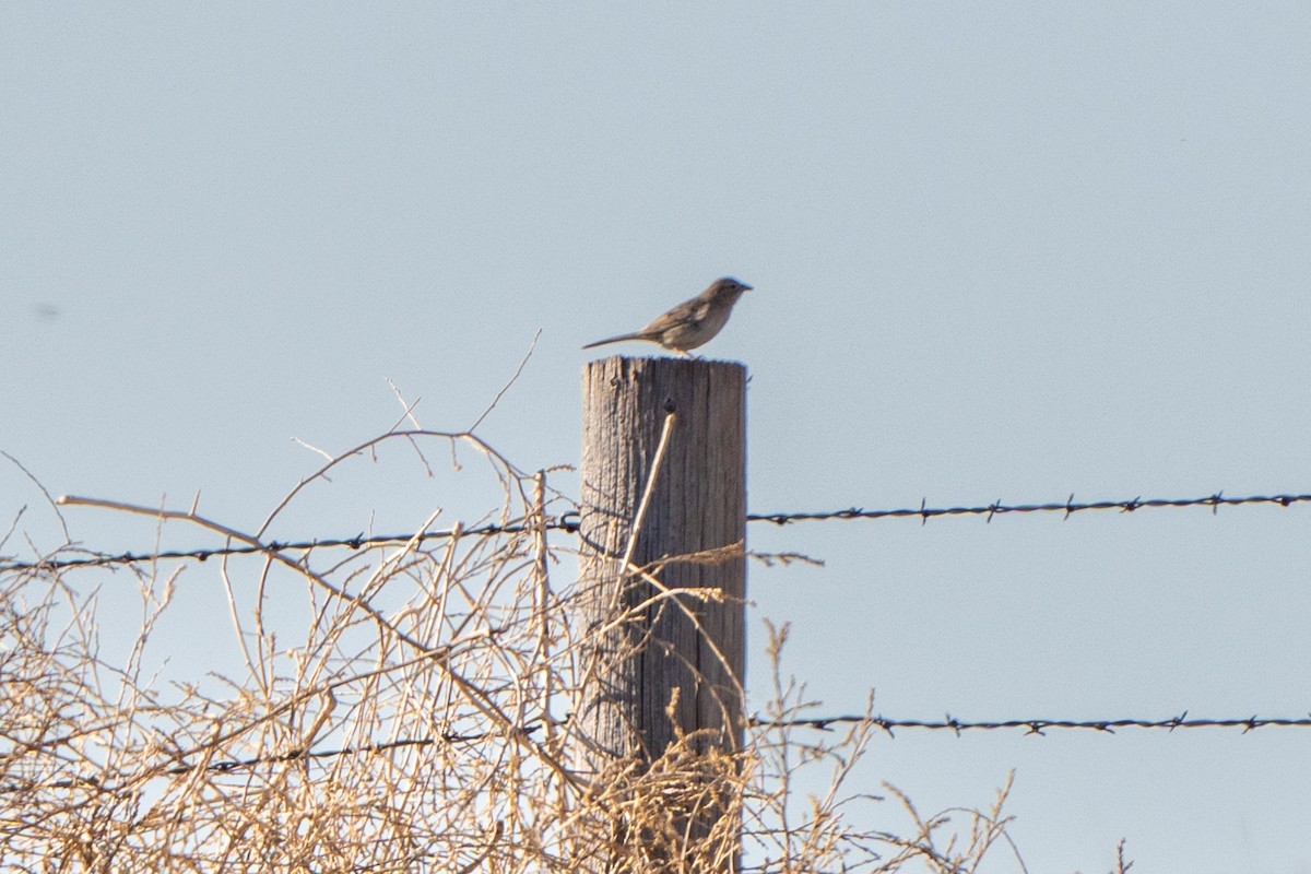 Cassin's Sparrow - ML620485264