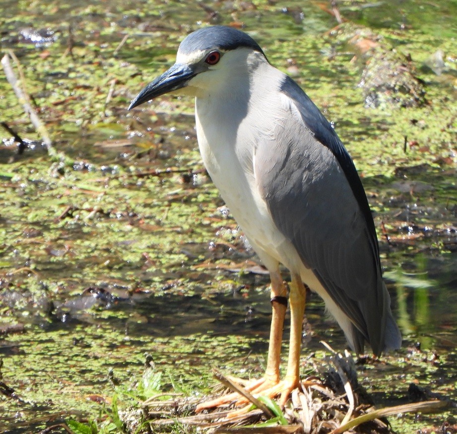 Black-crowned Night Heron - Jiří Šafránek