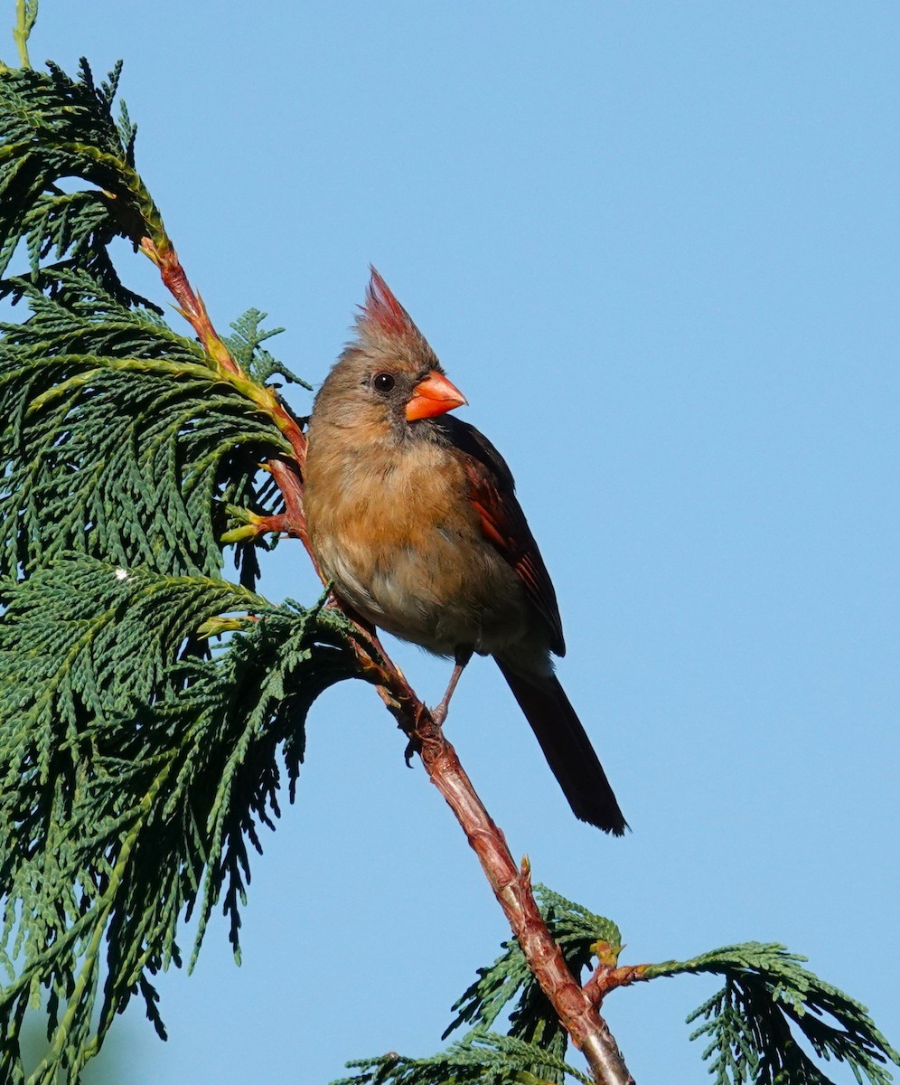 Cardinal rouge - ML620485267