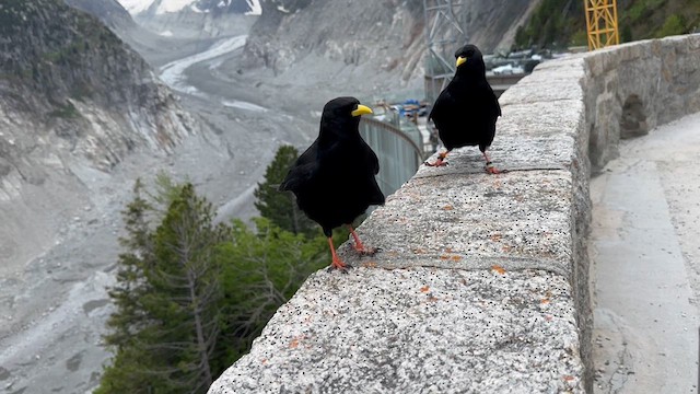 Yellow-billed Chough - ML620485269