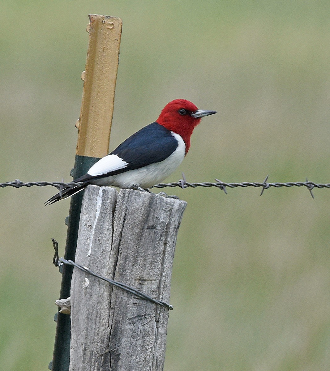 Pic à tête rouge - ML620485271