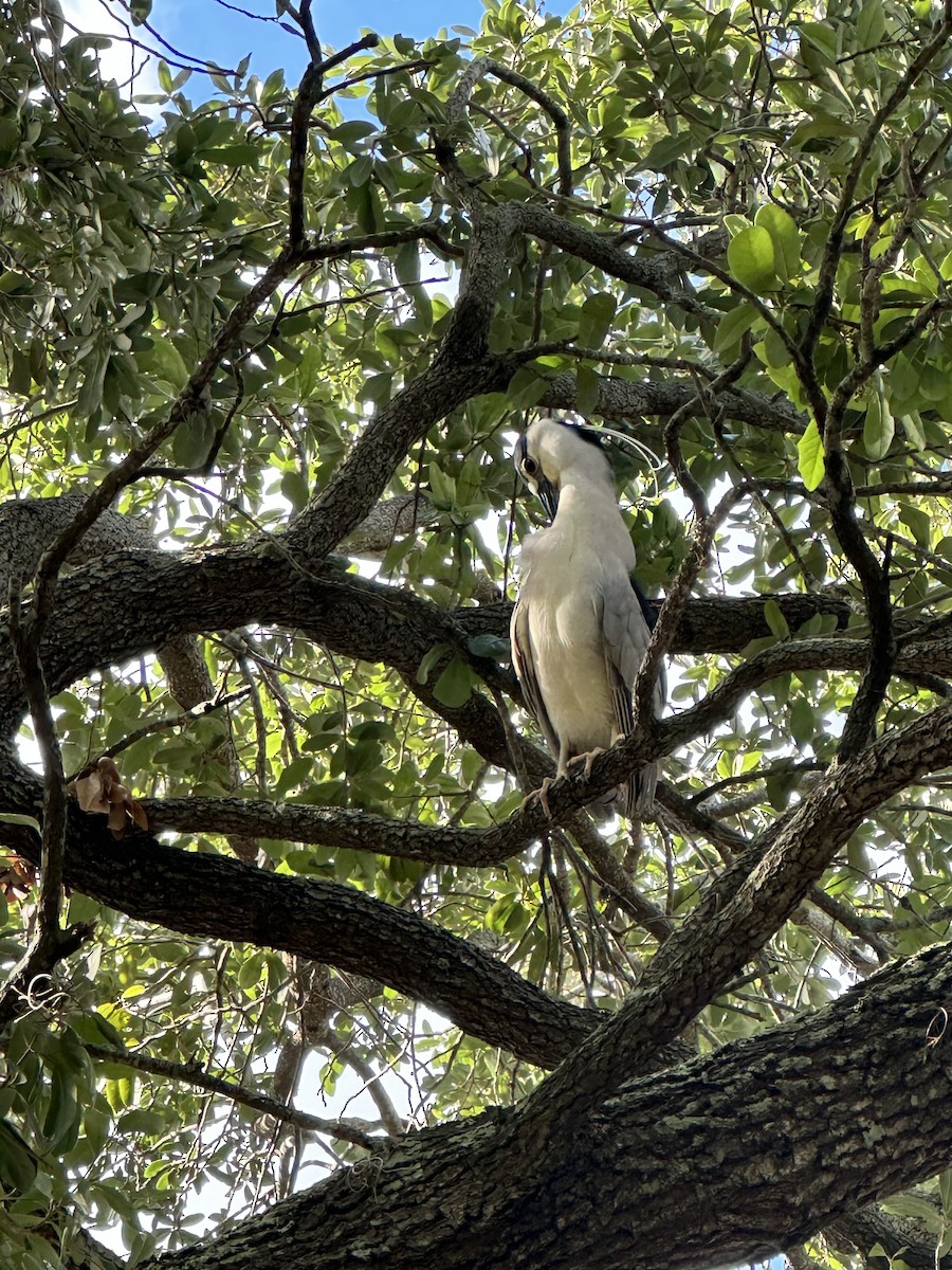 Black-crowned Night Heron - ML620485273