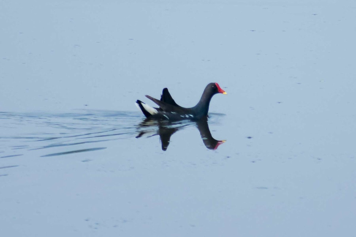 Eurasian Moorhen - ML620485275