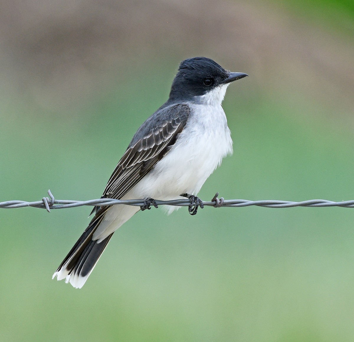 Eastern Kingbird - ML620485277