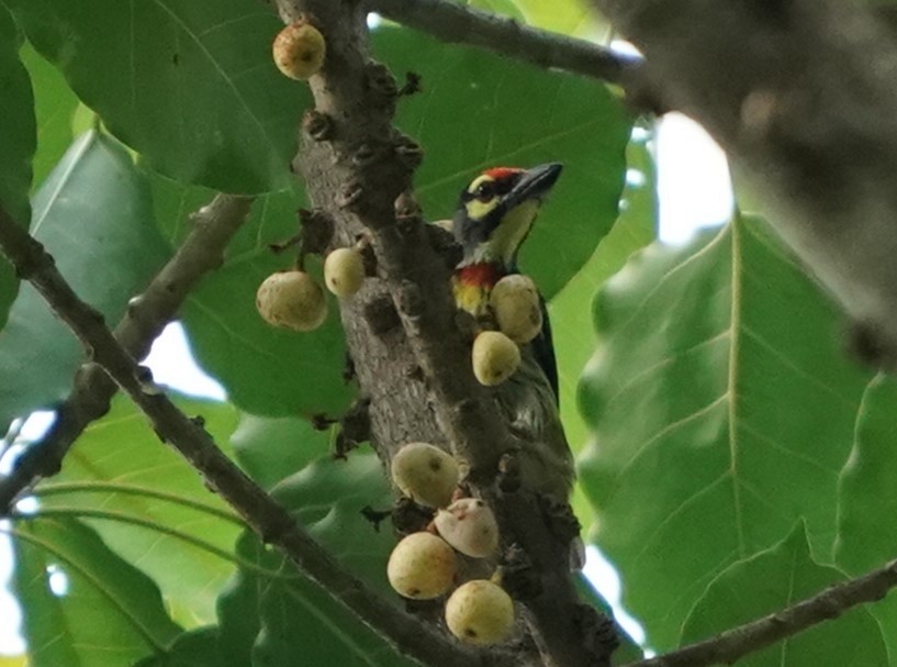 Coppersmith Barbet - ML620485282