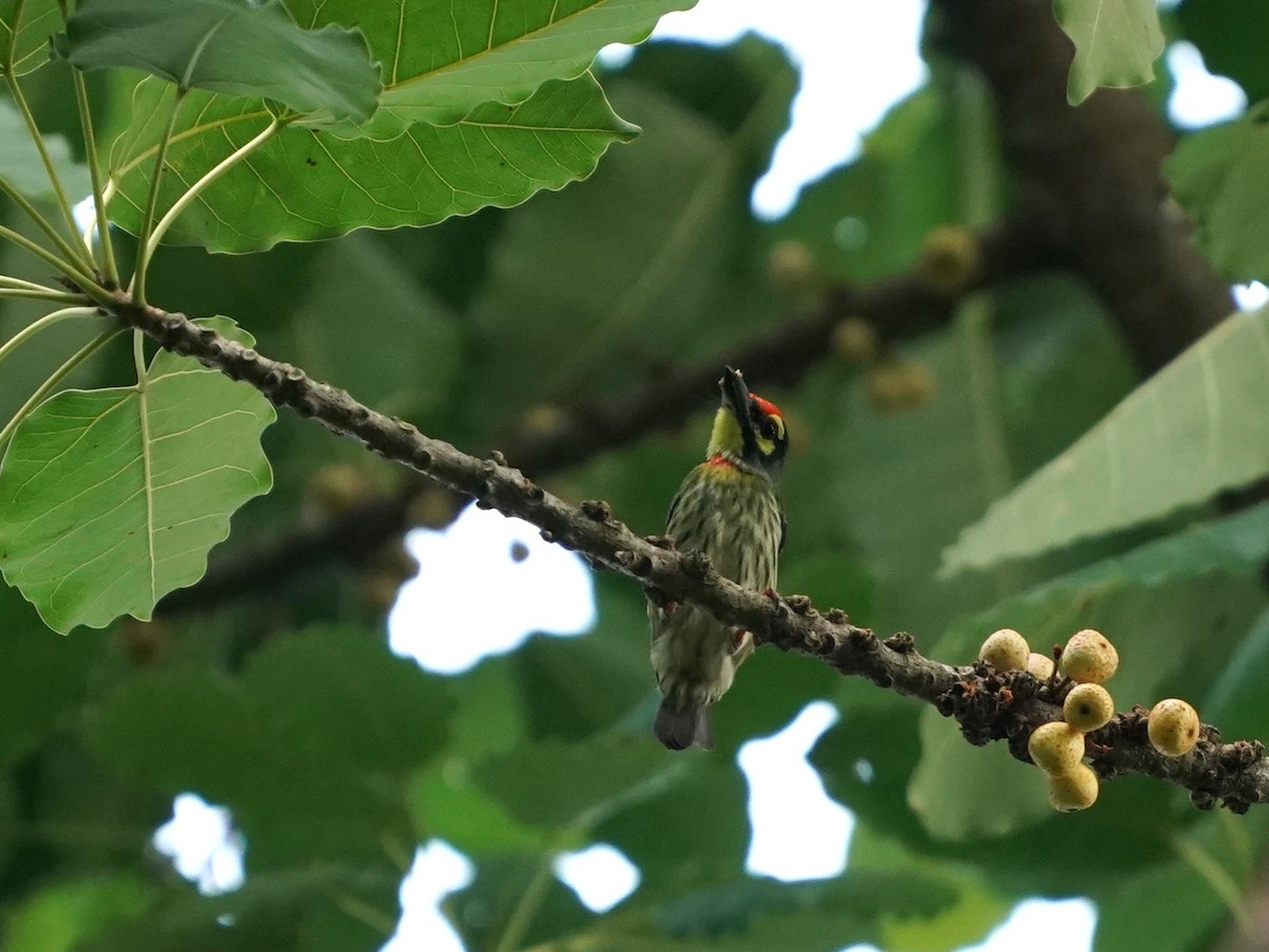 Coppersmith Barbet - ML620485283