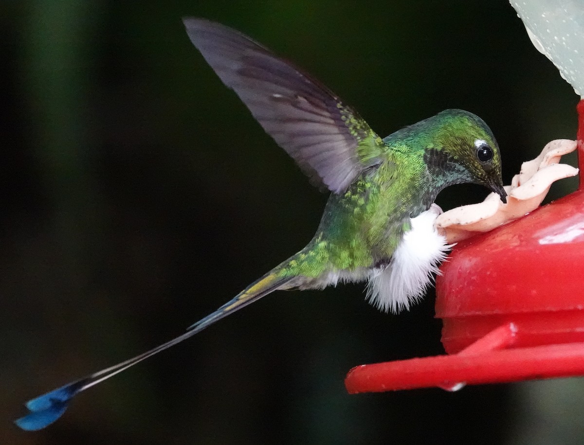 Colibrí de Raquetas Faldiblanco - ML620485292