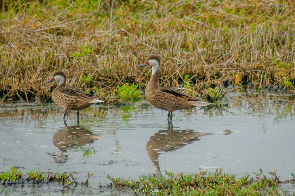 White-cheeked Pintail - ML620485296