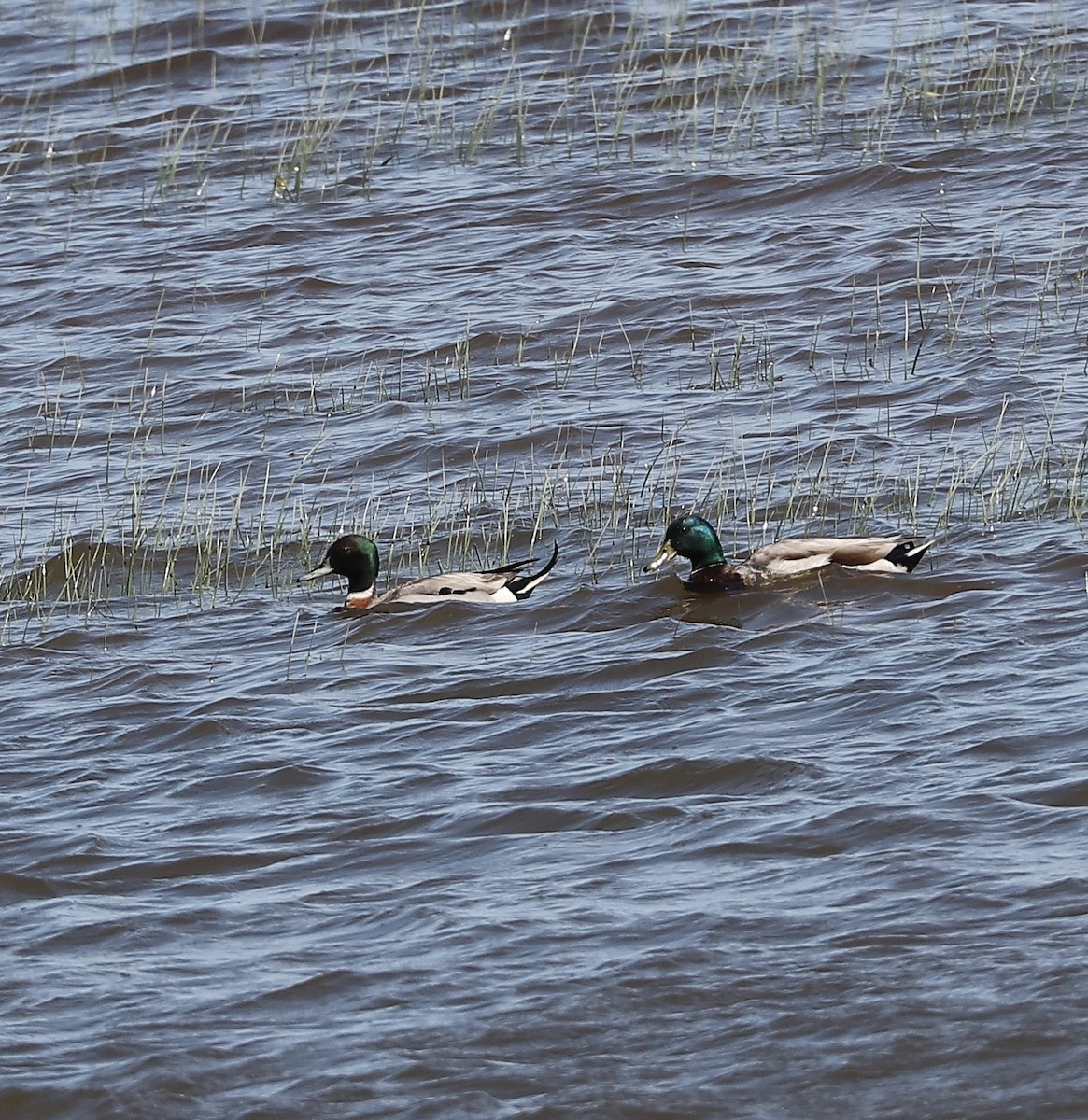 Mallard x Northern Pintail (hybrid) - ML620485297