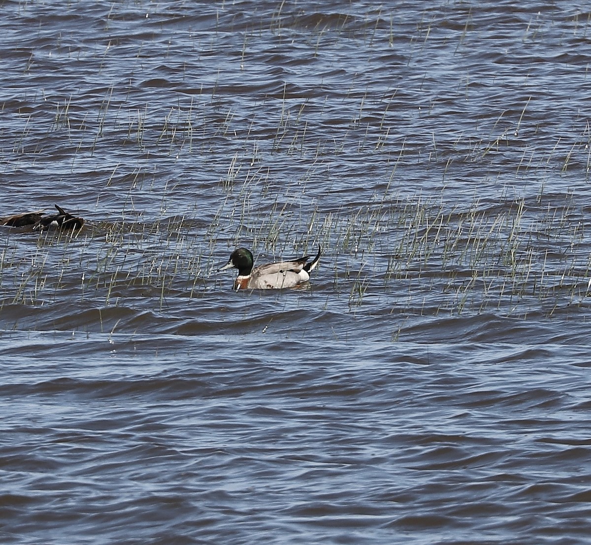 Mallard x Northern Pintail (hybrid) - ML620485298