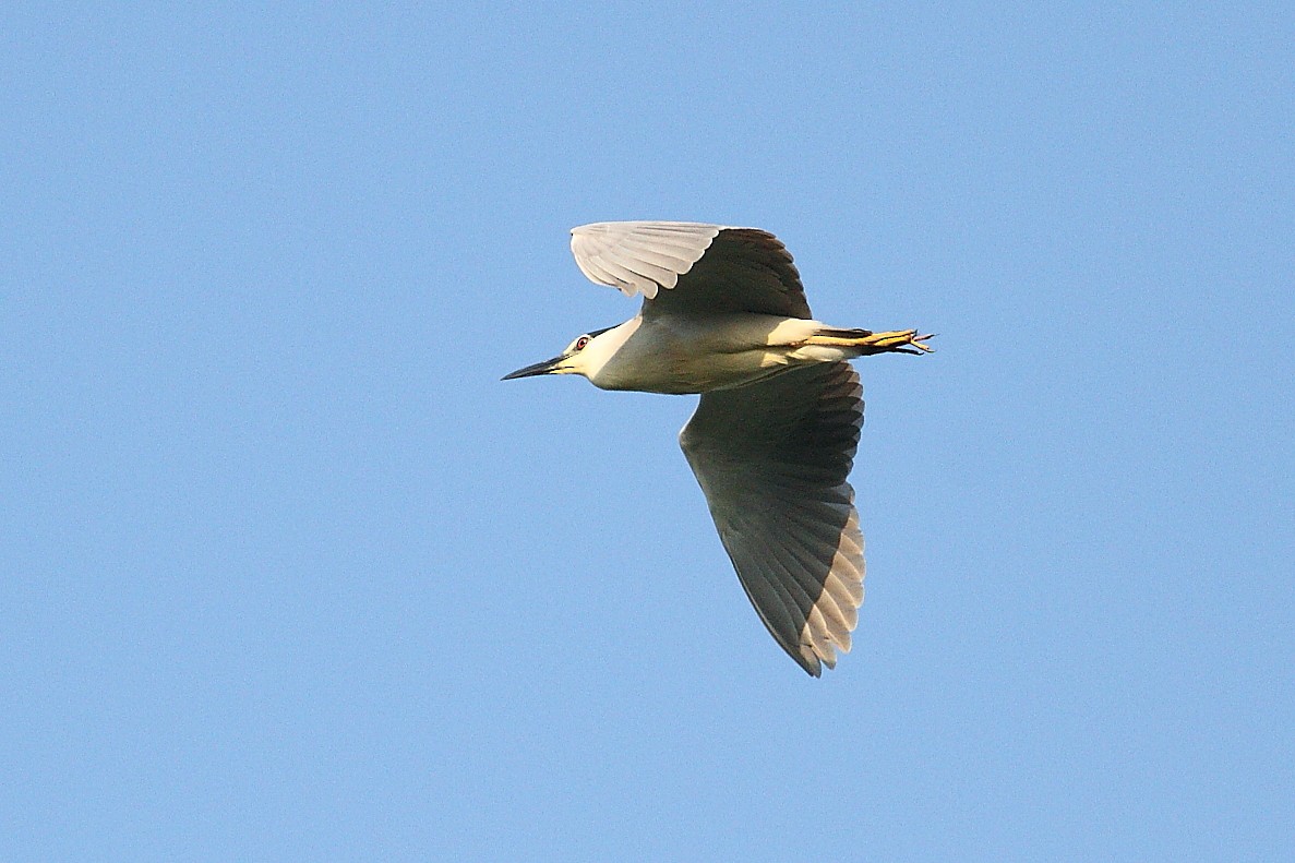 Black-crowned Night Heron - ML620485300