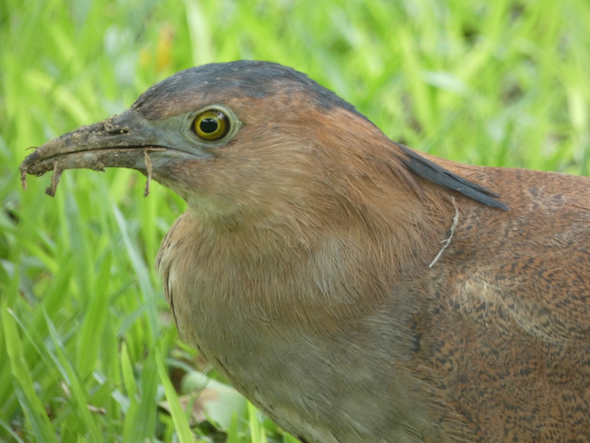 Malayan Night Heron - ML620485304