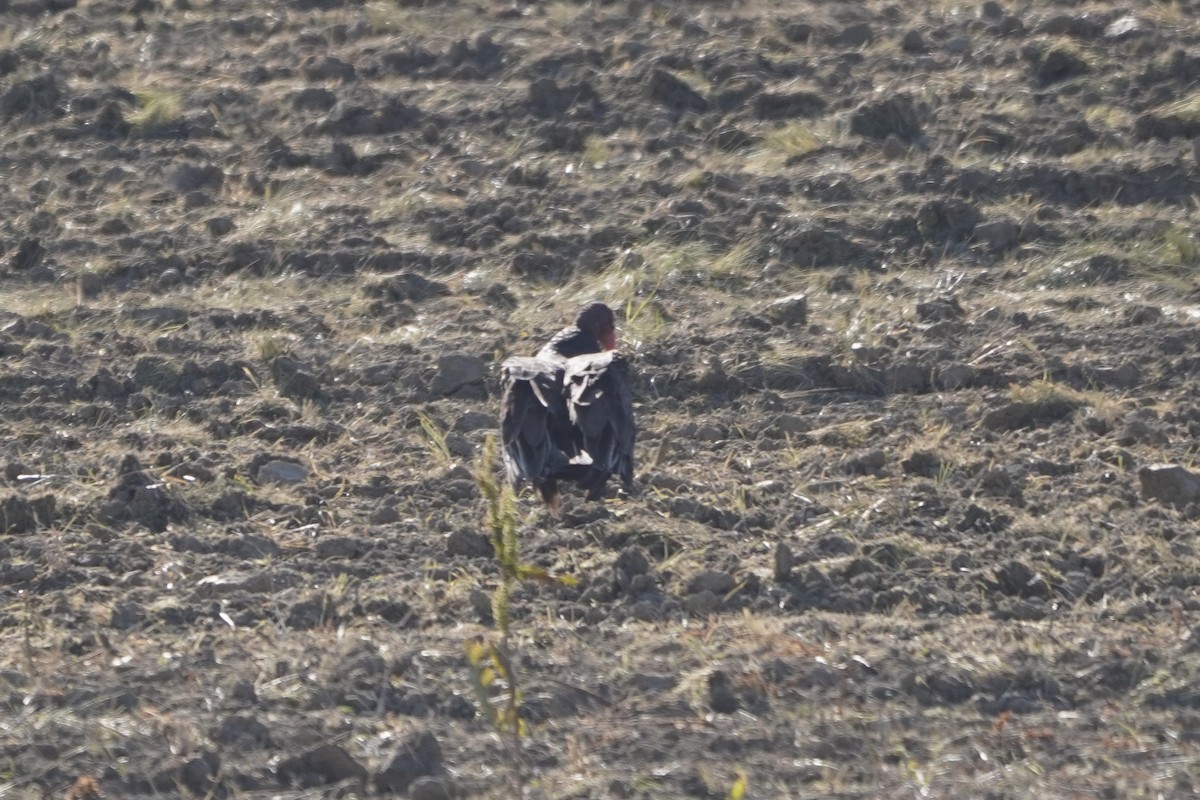 Turkey Vulture - ML620485306