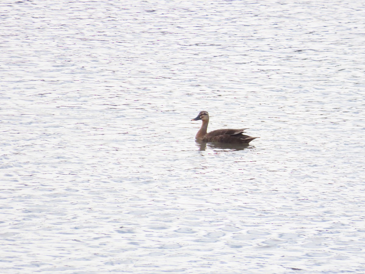 Eastern Spot-billed Duck - ML620485308