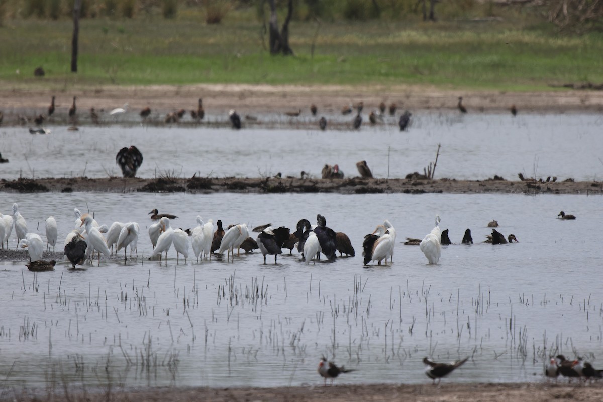 Чапля єгипетська (підвид ibis) - ML620485315