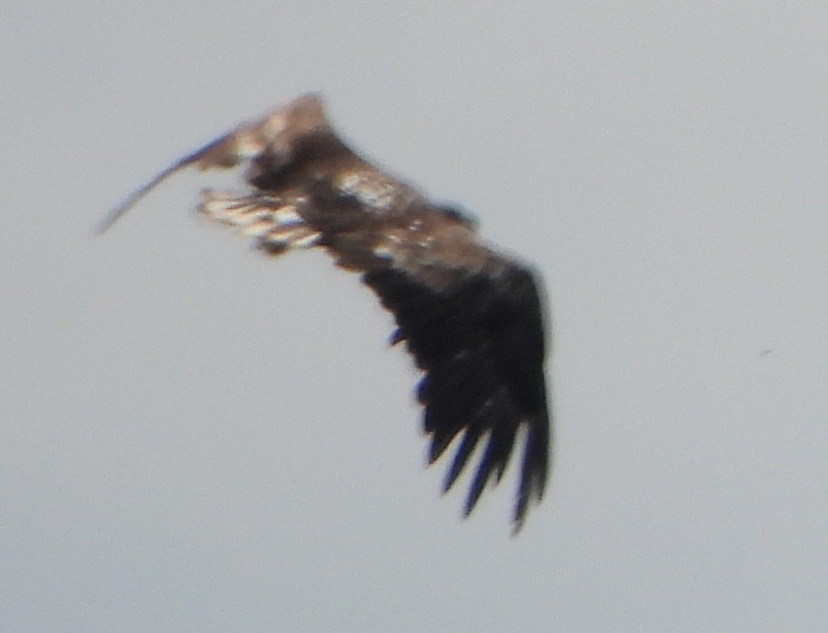White-tailed Eagle - ML620485316