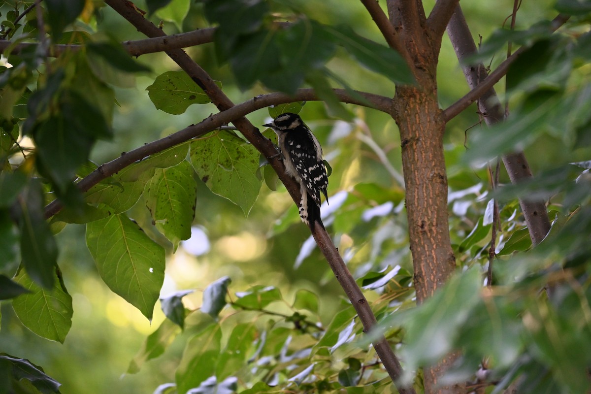 Downy Woodpecker - ML620485323