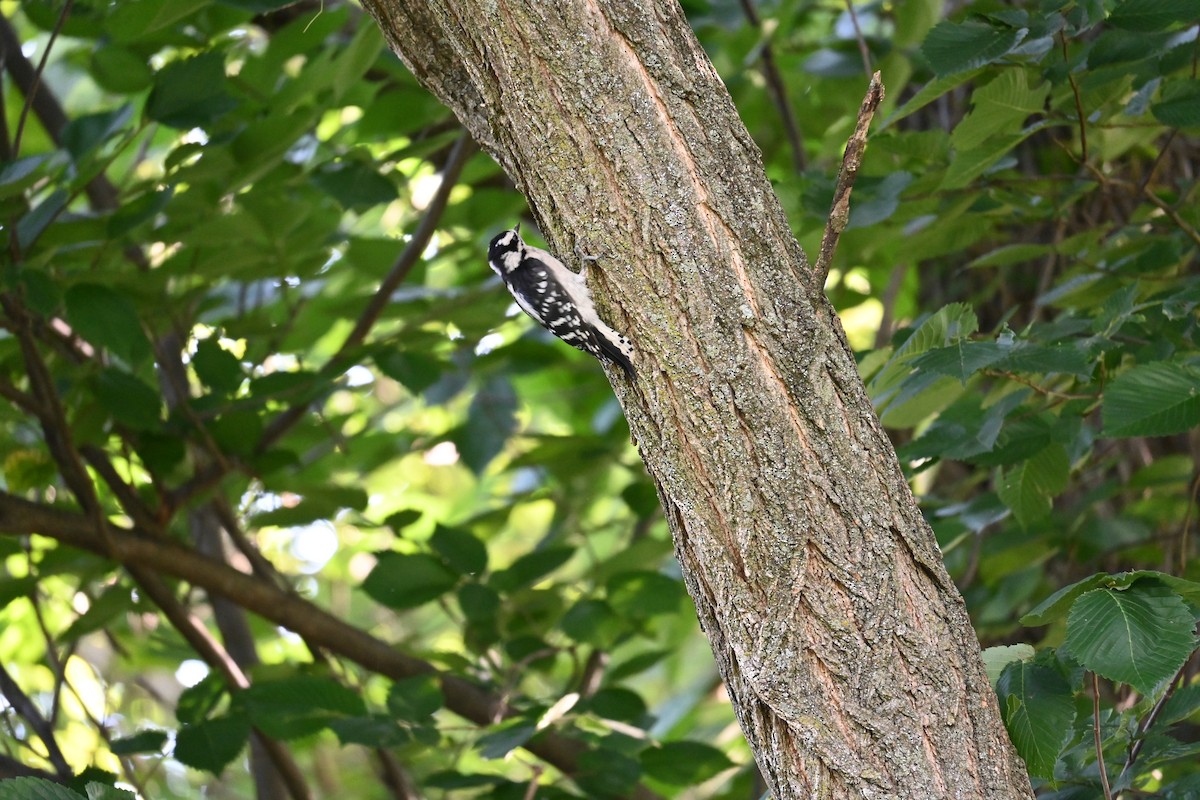 Downy Woodpecker - ML620485324