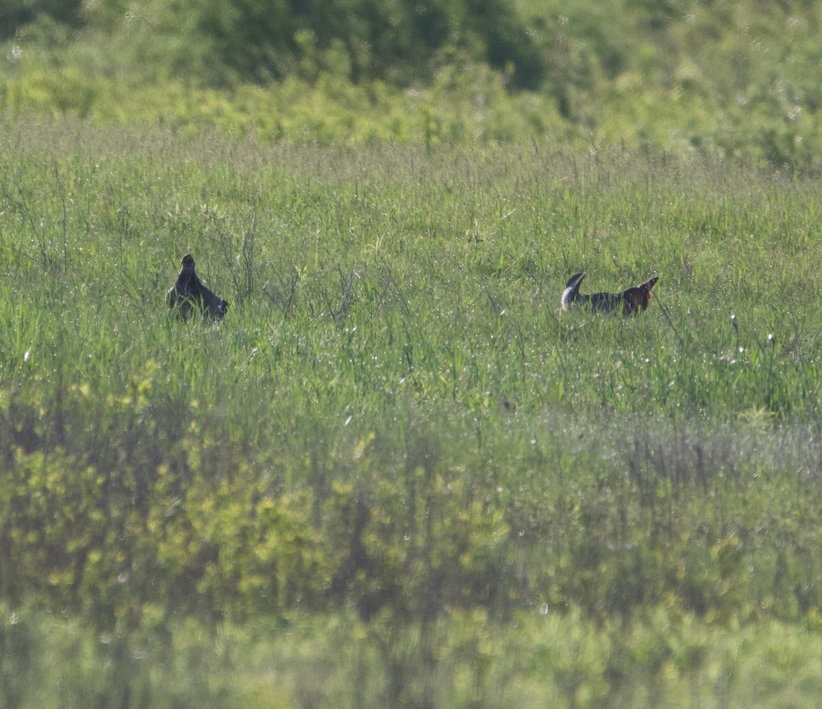 Gallo de las Praderas Grande - ML620485331