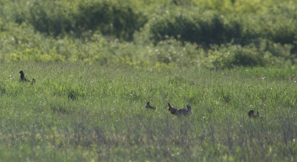 Tétras des prairies - ML620485332