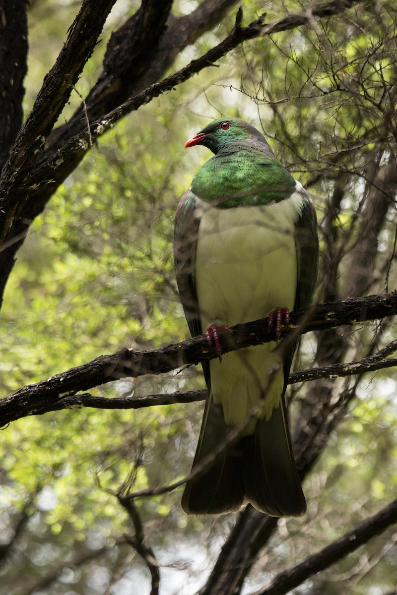 New Zealand Pigeon - ML620485335