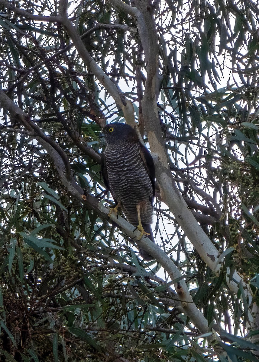 Brown Goshawk - ML620485336