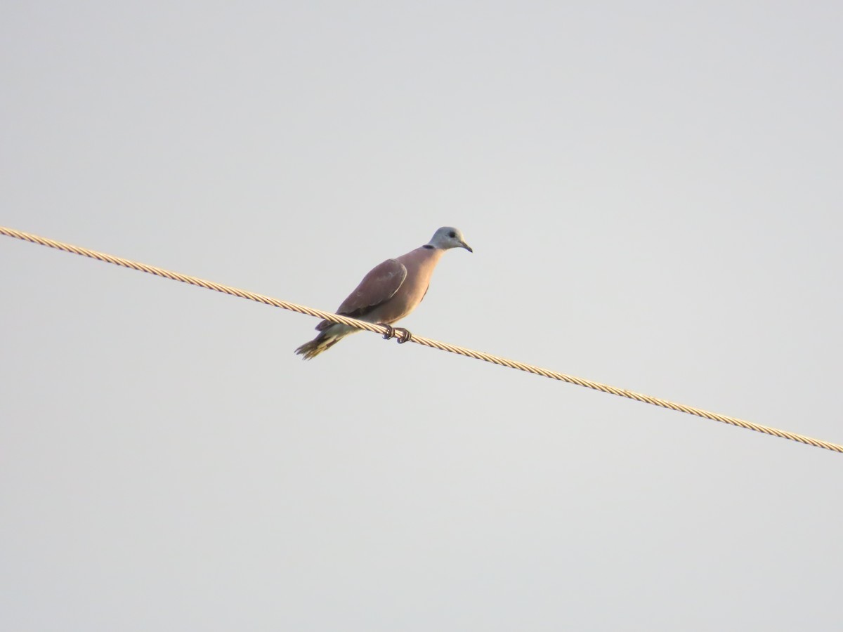 Red Collared-Dove - ML620485340