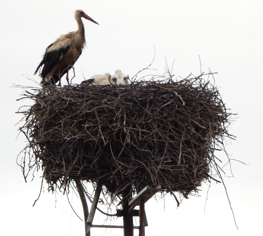 White Stork - ML620485346