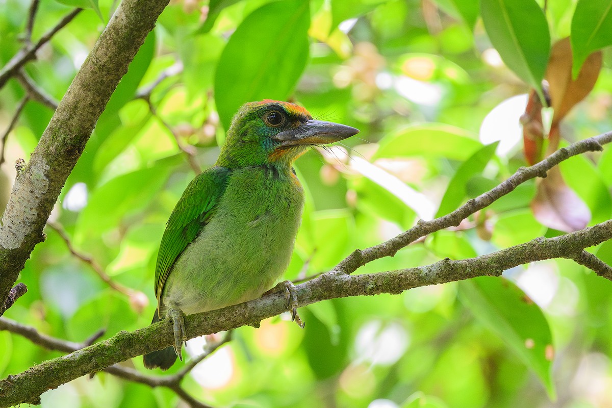 Red-throated Barbet - ML620485352