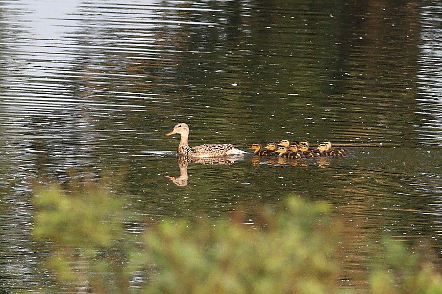 Canard colvert - ML620485353