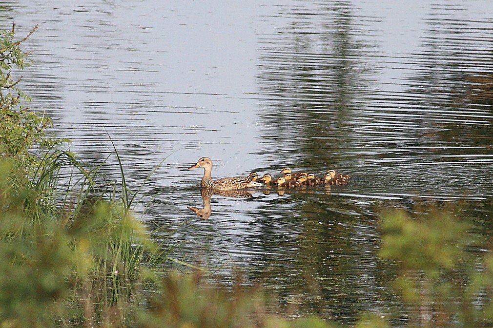 Canard colvert - ML620485354