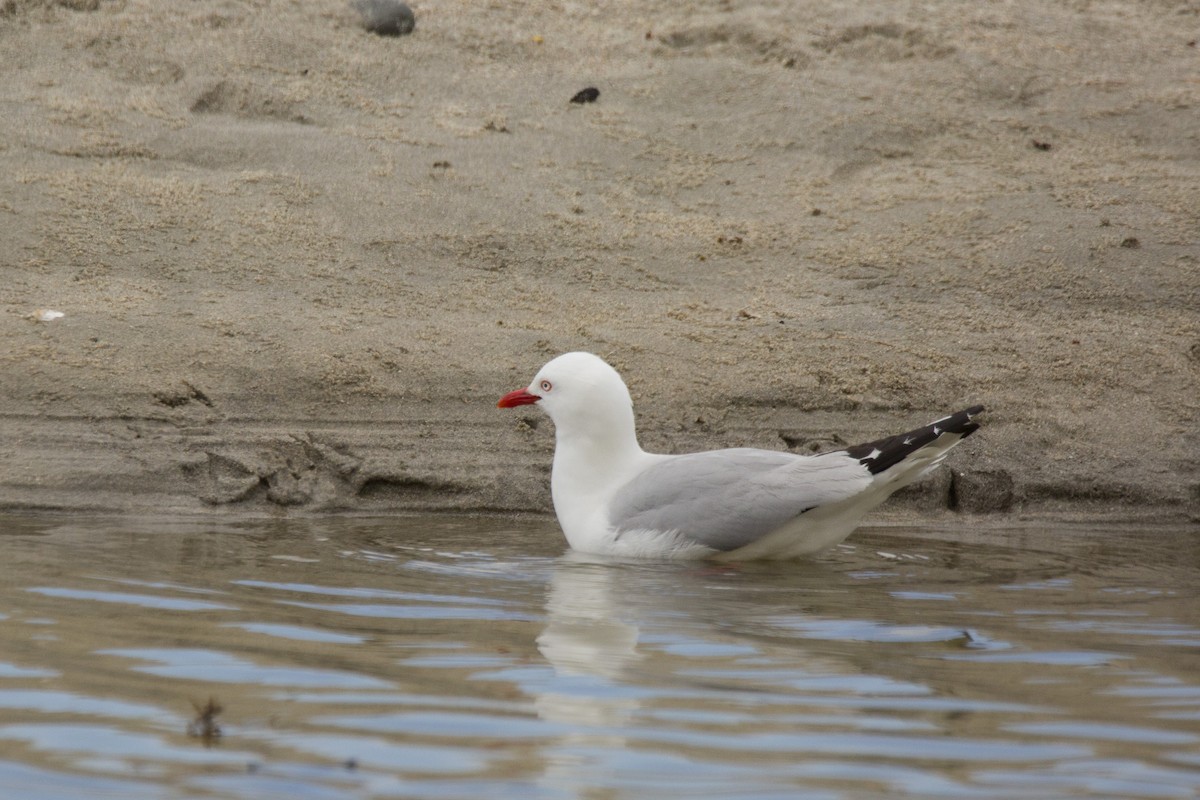 Gaviota Plateada - ML620485356