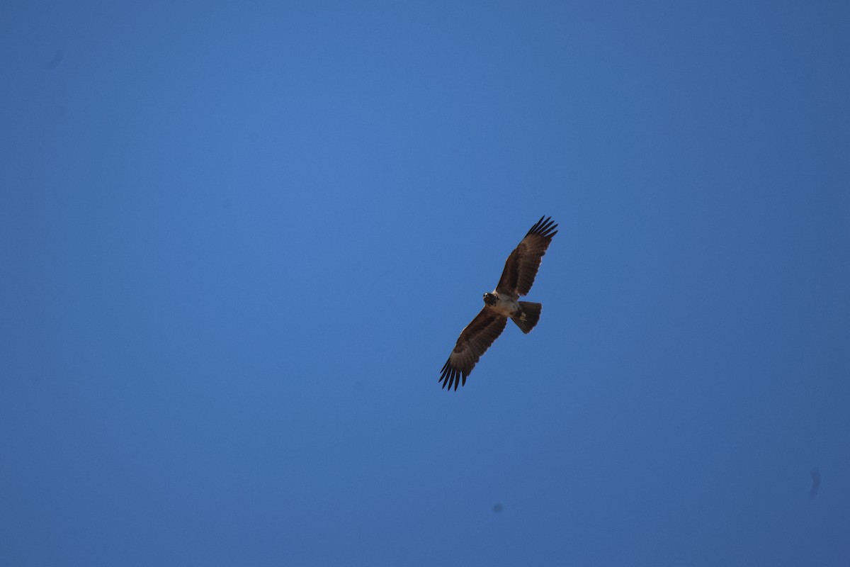 Wahlberg's Eagle - Frank Willems - Birding Zambia