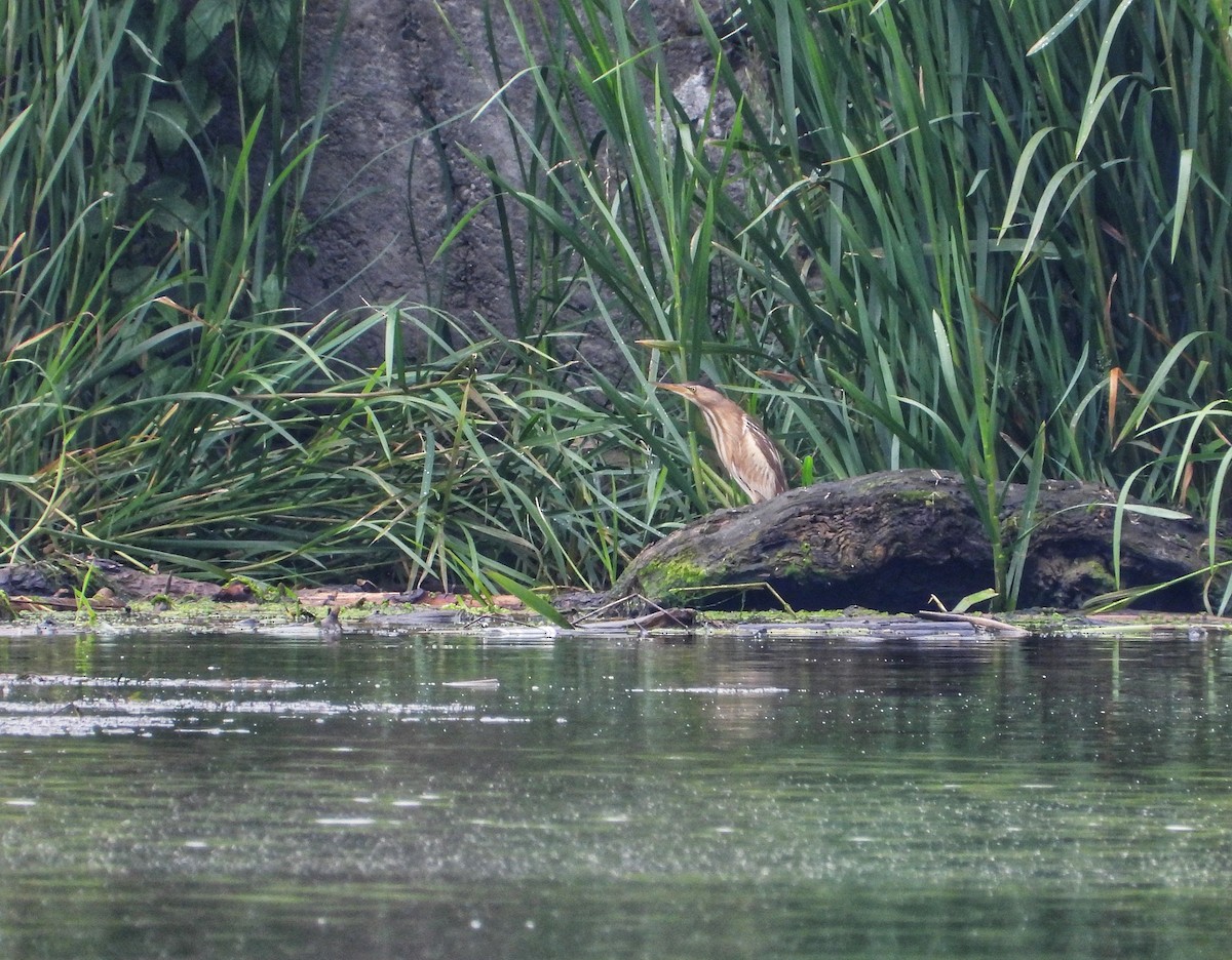 Little Bittern - ML620485362