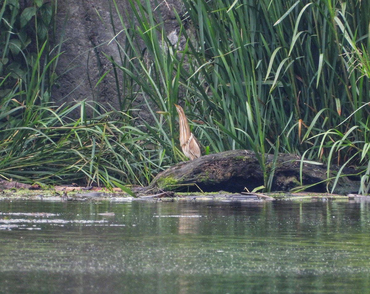 Little Bittern - ML620485363