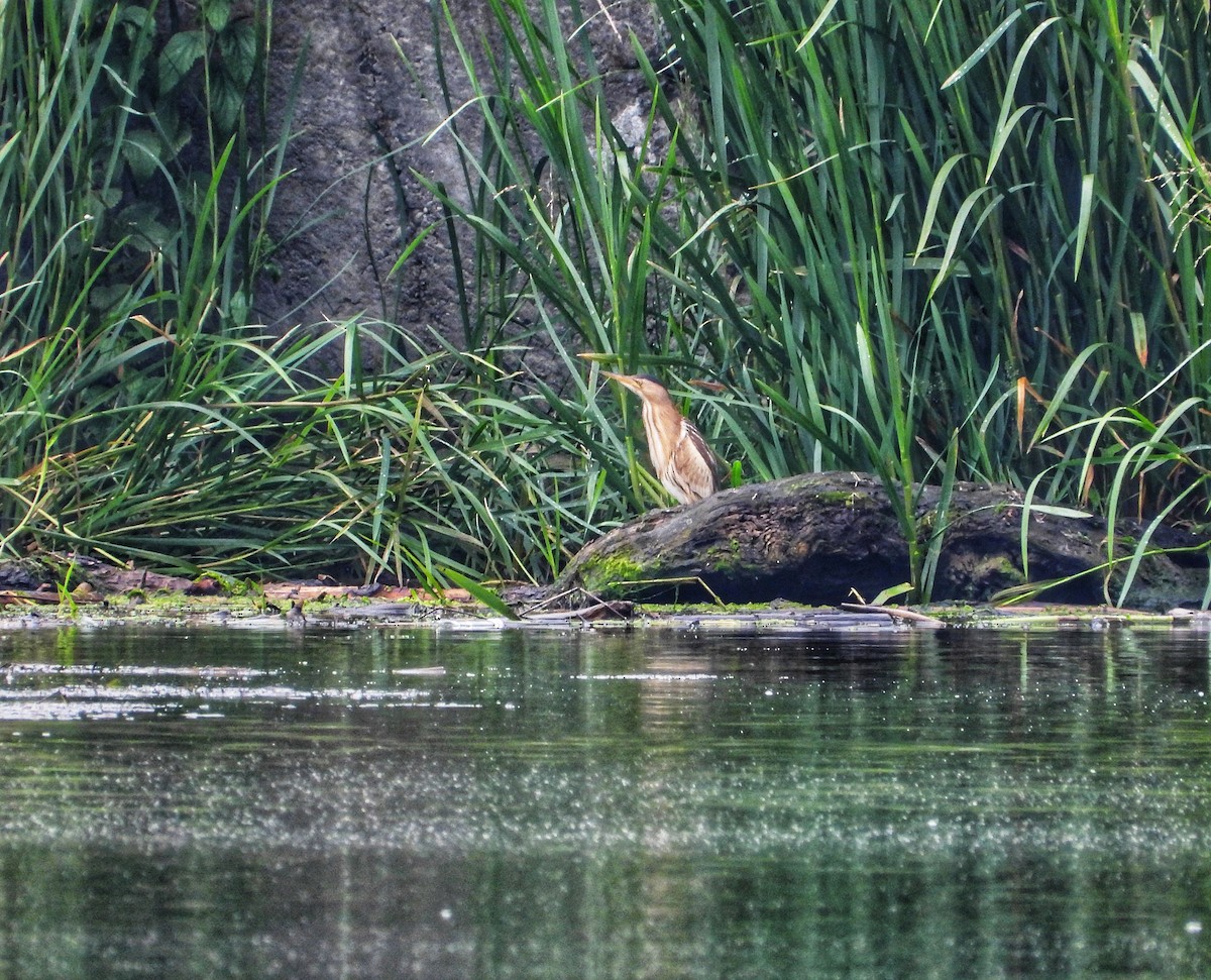 Little Bittern - ML620485364