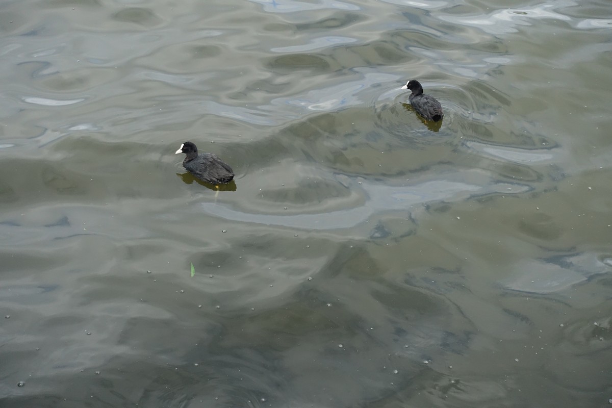 Eurasian Coot - ML620485365