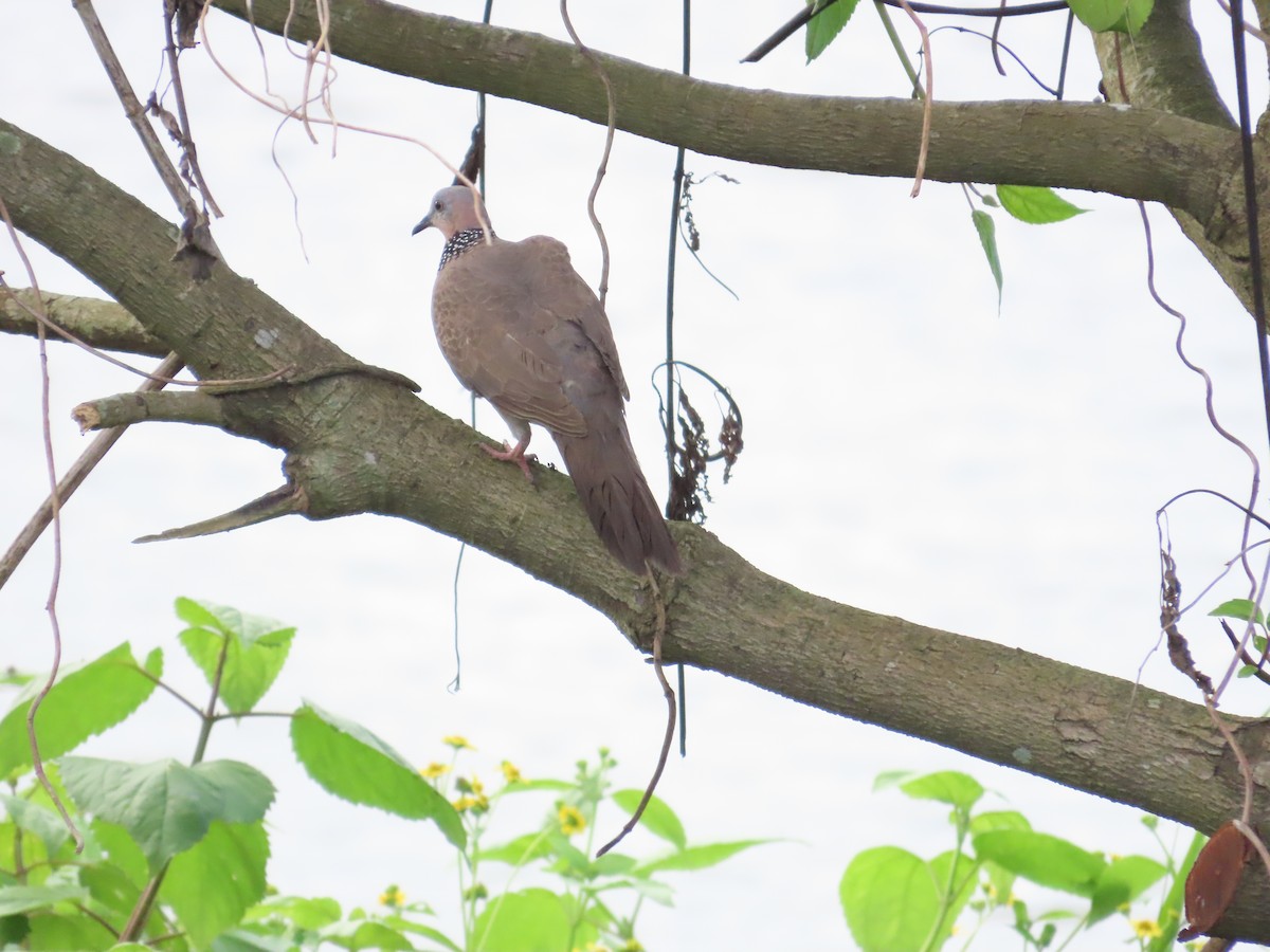 Spotted Dove - ML620485368