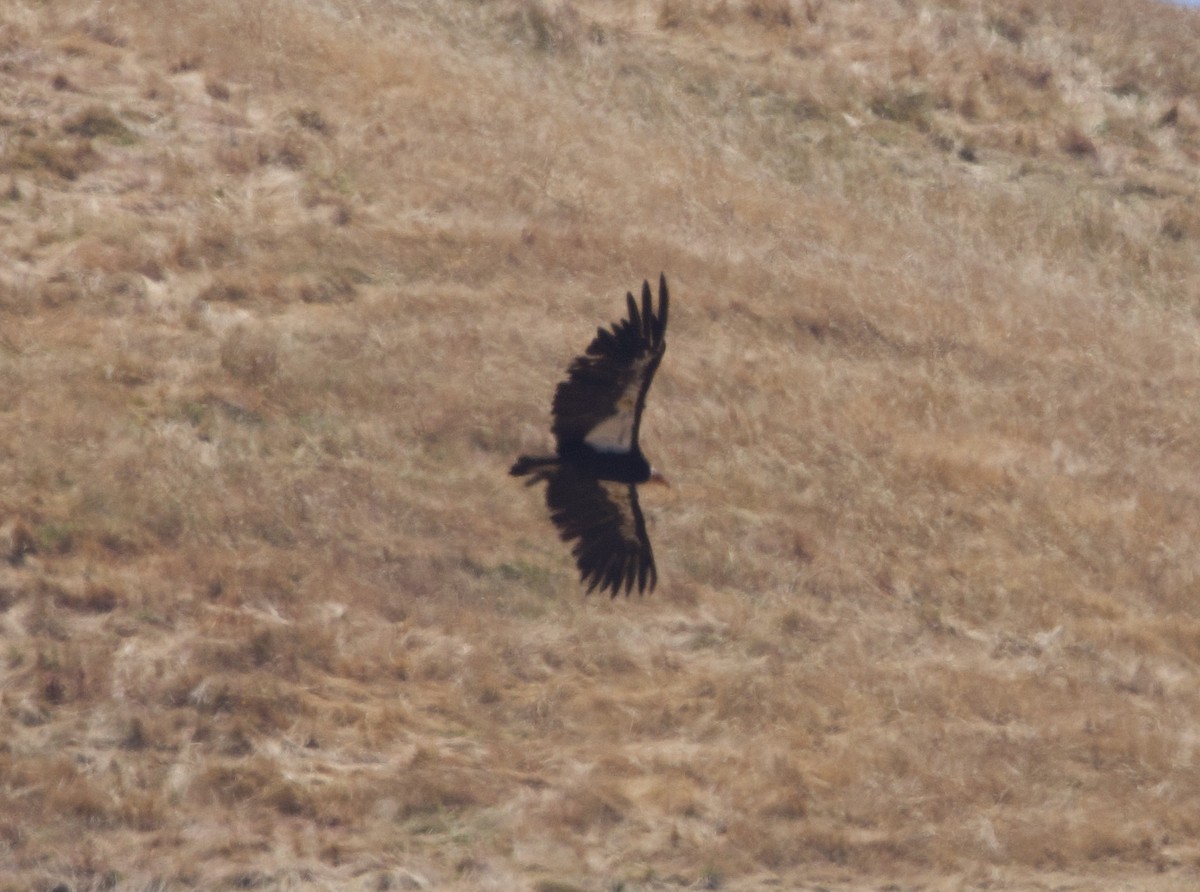 California Condor - ML620485376