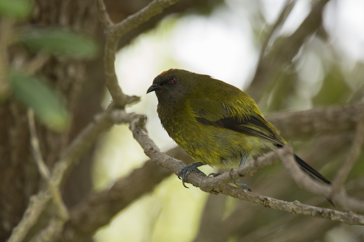 New Zealand Bellbird - ML620485382