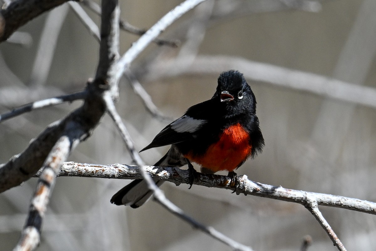 Painted Redstart - ML620485383