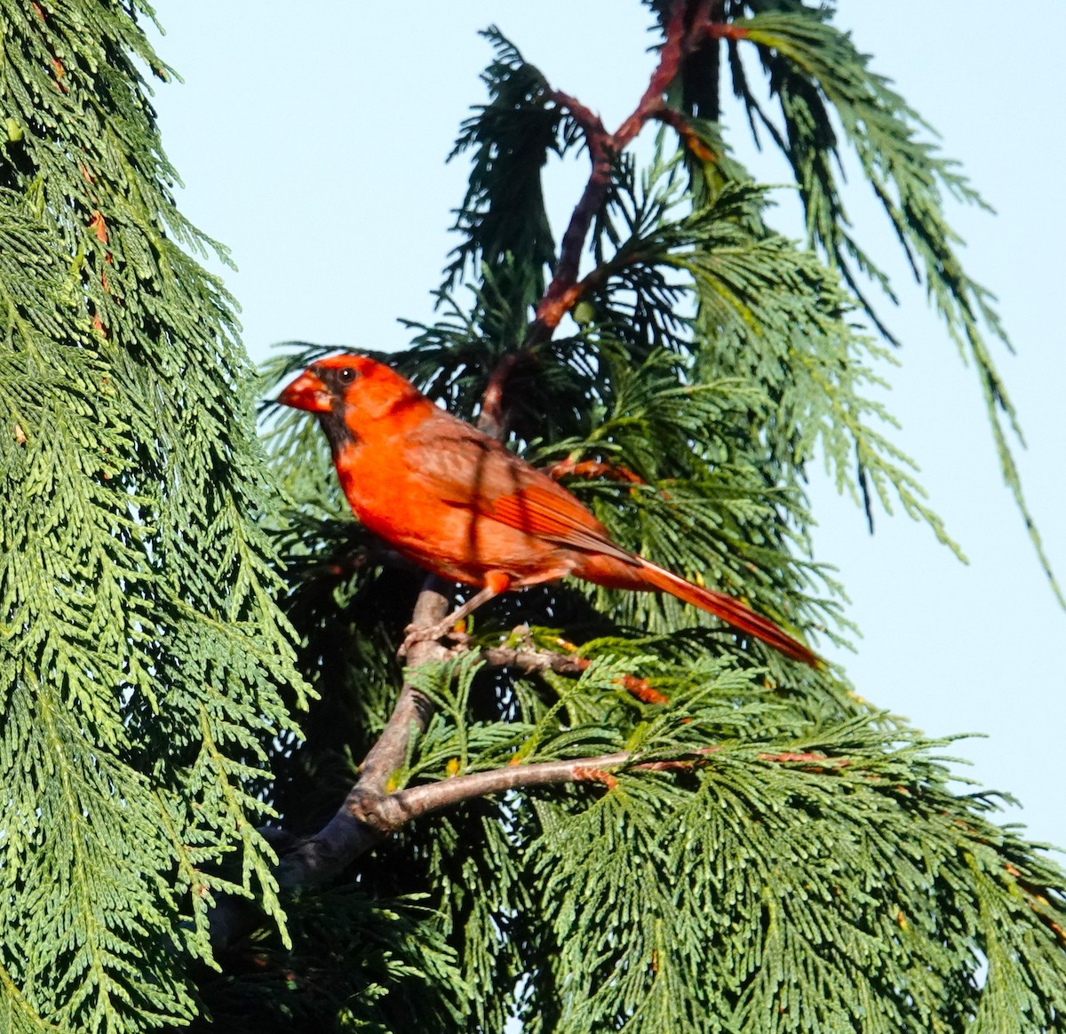 Northern Cardinal - Brian Lineaweaver