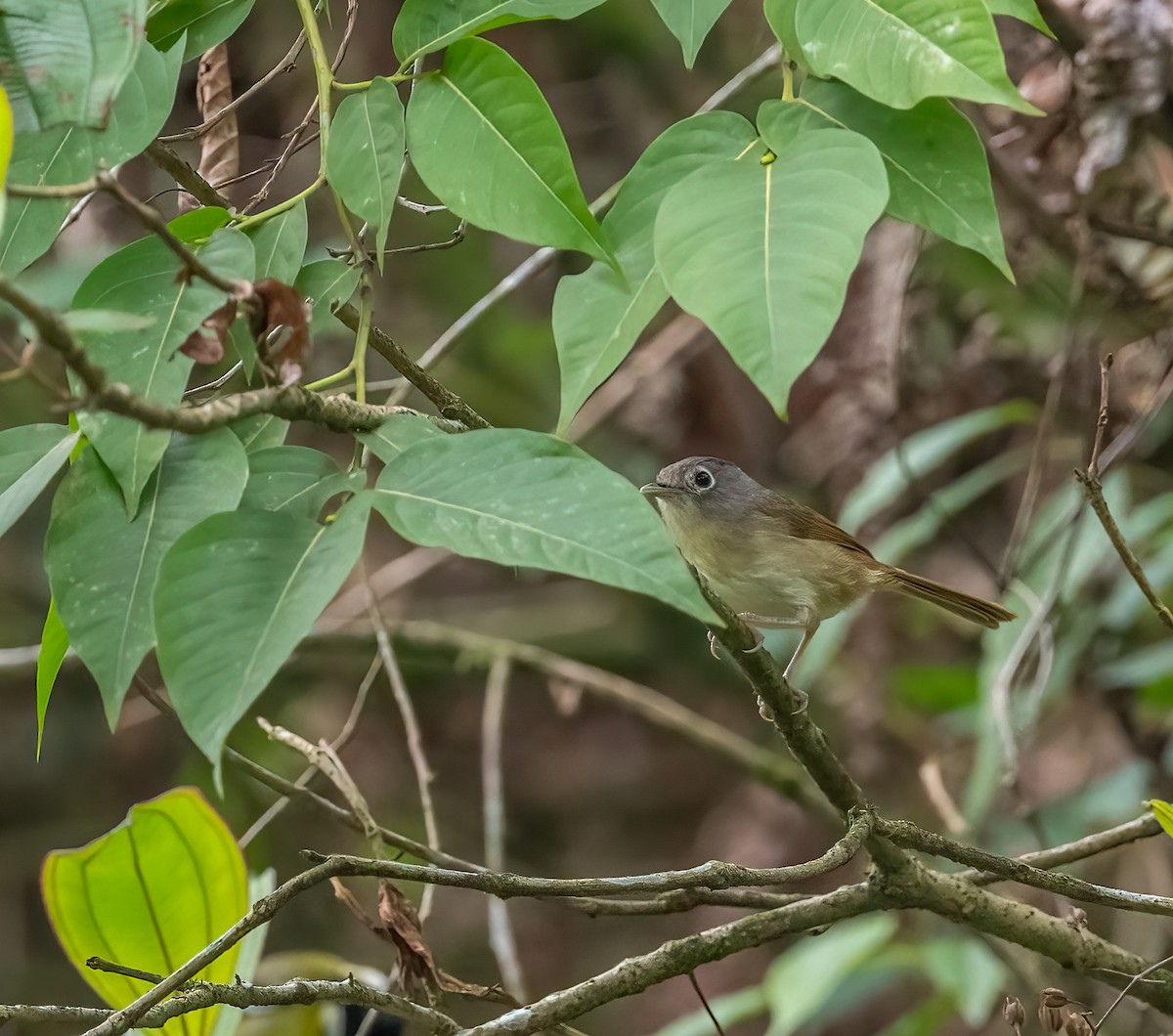 Nepal Fulvetta - ML620485394